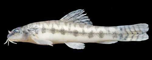 More/Large Paracanthocobitis