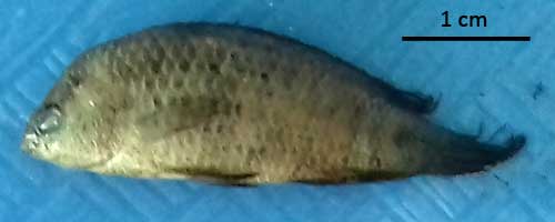 More/Large Badis