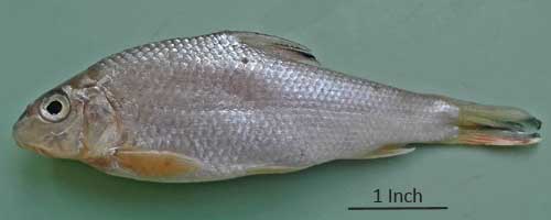 Chagunius