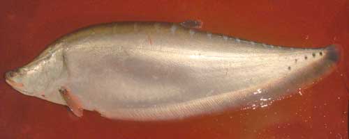 More/Large Chitala
