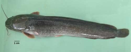 Clarias