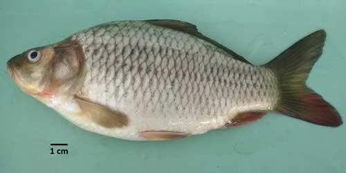 Cyprinus