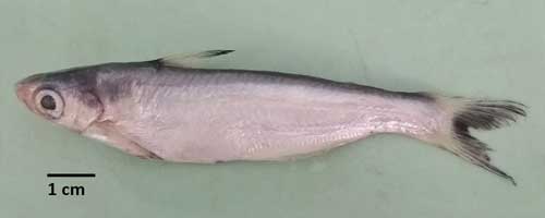 Eutropiichthys