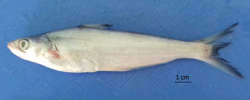 Eutropiichthys