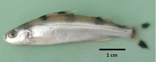 More/Large Gagata