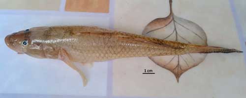 Glossogobius