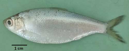 More/Large Gonialosa