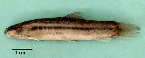 Lepidocephalichthys