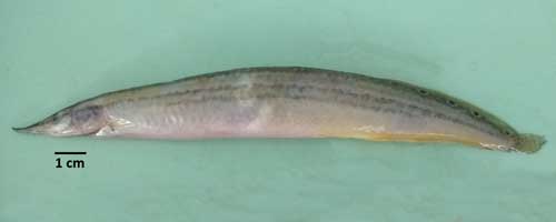 Macrognathus