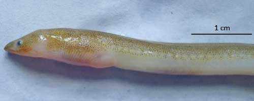 More/Large Pisodonophis