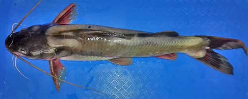 More/Large Plotosus