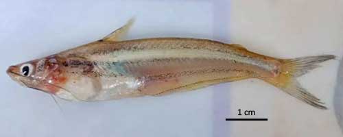 More/Large Pachypterus