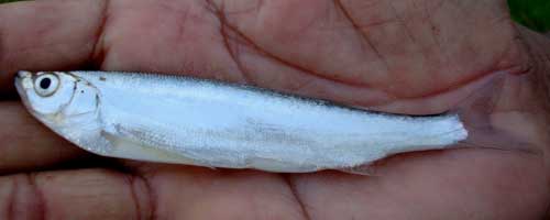 More/Large Salmostoma