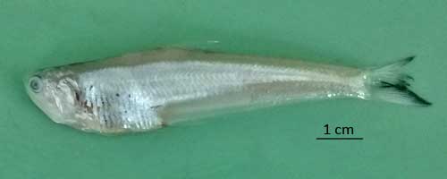 More/Large Setipinna