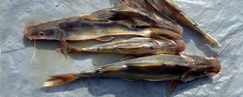 More/Large Sperata