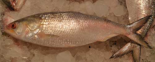 More/Large Tenualosa